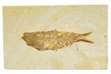 Detailed Fossil Fish (Knightia) - Wyoming #345373-1